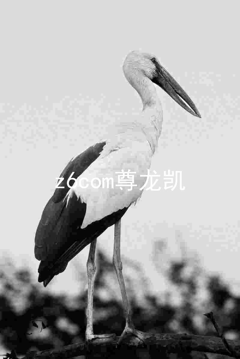 z6com尊龙凯